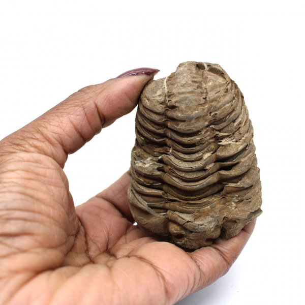 Fossiler Trilobit