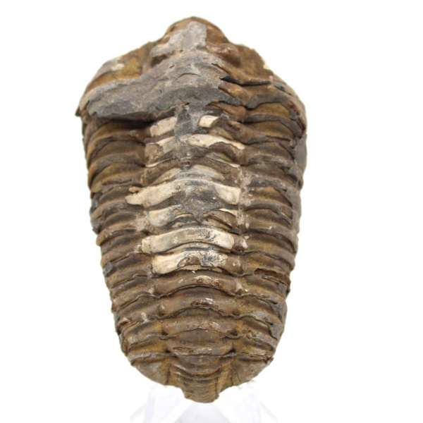 Trilobit aus Marokko