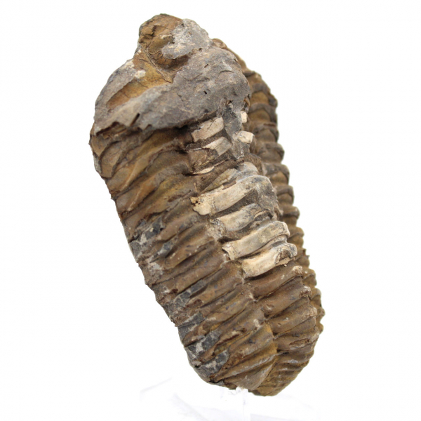 Trilobit aus Marokko