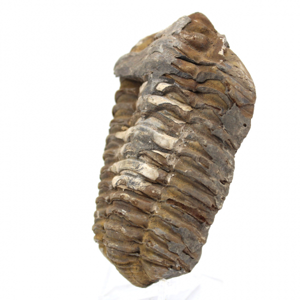 Trilobit aus Marokko