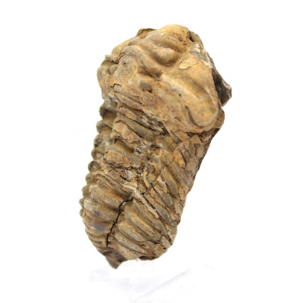 Fossiler Trilobit