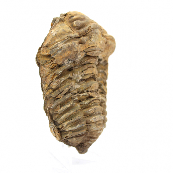 Fossiler Trilobit