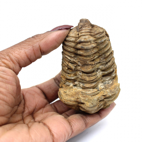 Fossiler Trilobit