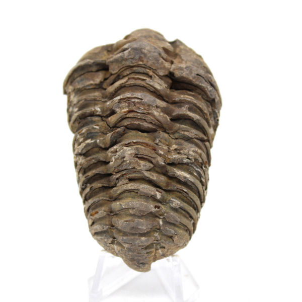 Trilobit aus Marokko