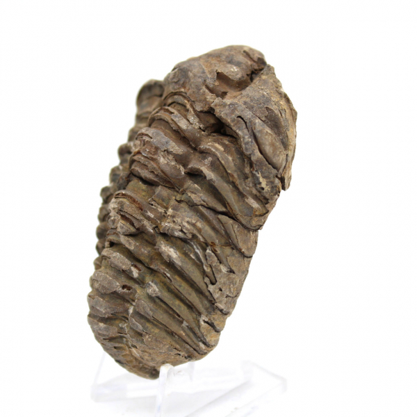 Trilobit aus Marokko