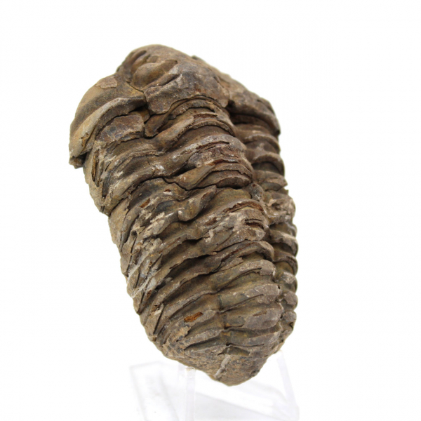 Trilobit aus Marokko