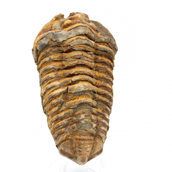 Trilobit