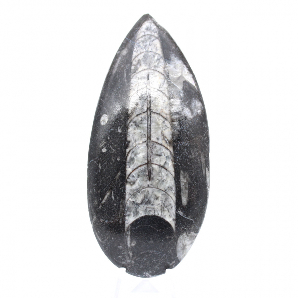 Poliertes Orthoceras-Fossil