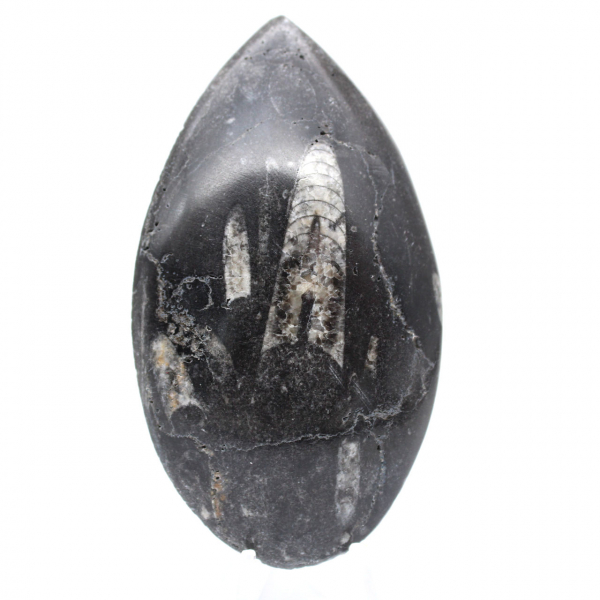 Orthoceras Fossil Marokko