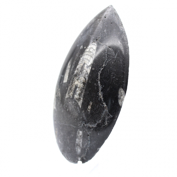 Orthoceras Fossil Marokko