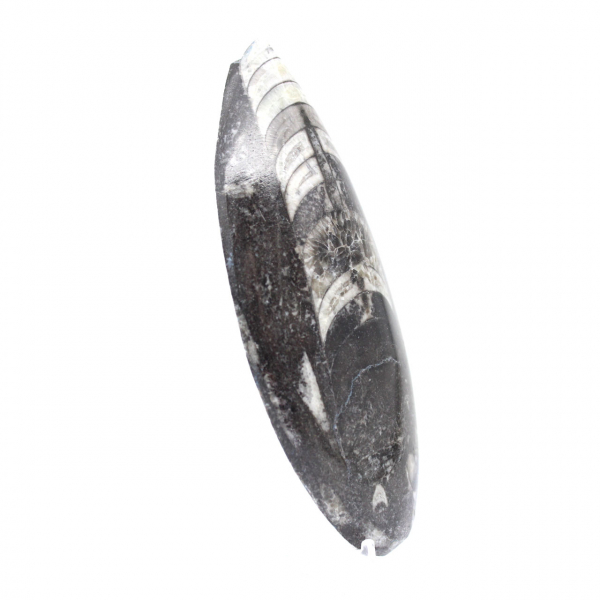 Orthoceras Fossil Marokko