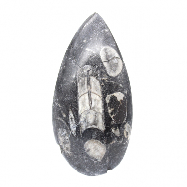 Orthoceras Fossil Marokko