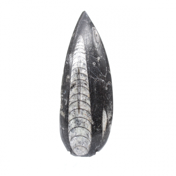 Poliertes Orthoceras-Fossil