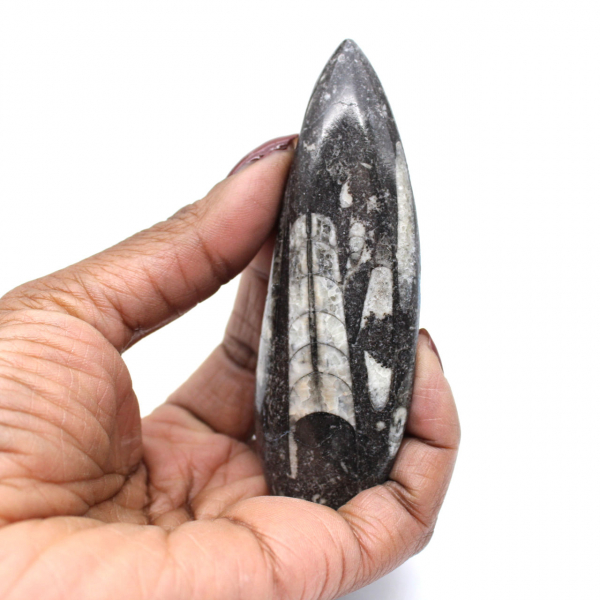 Orthoceras Fossil Marokko