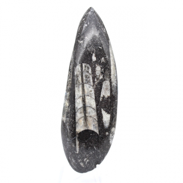 Orthoceras Fossil Marokko