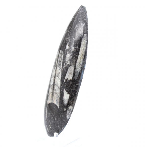 Orthoceras Fossil Marokko