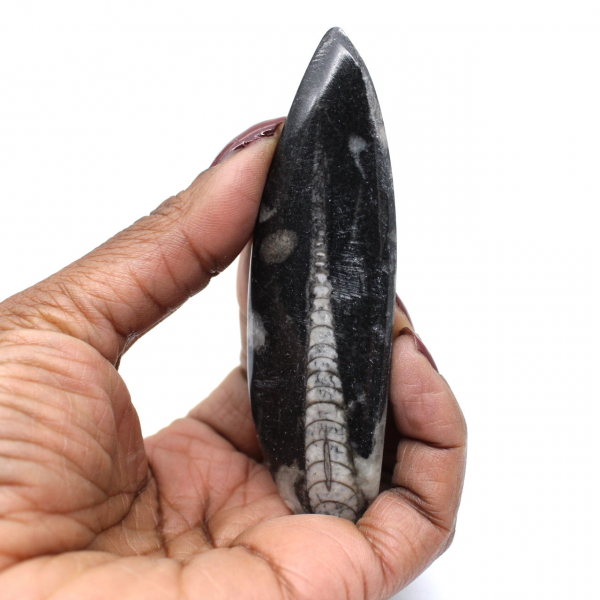 Orthoceras Fossil Marokko