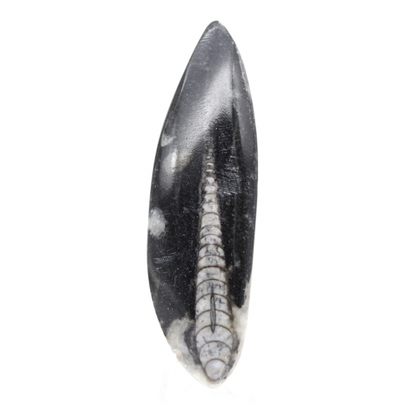 Orthoceras Fossil Marokko