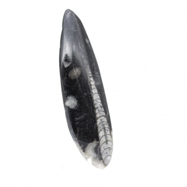 Orthoceras Fossil Marokko