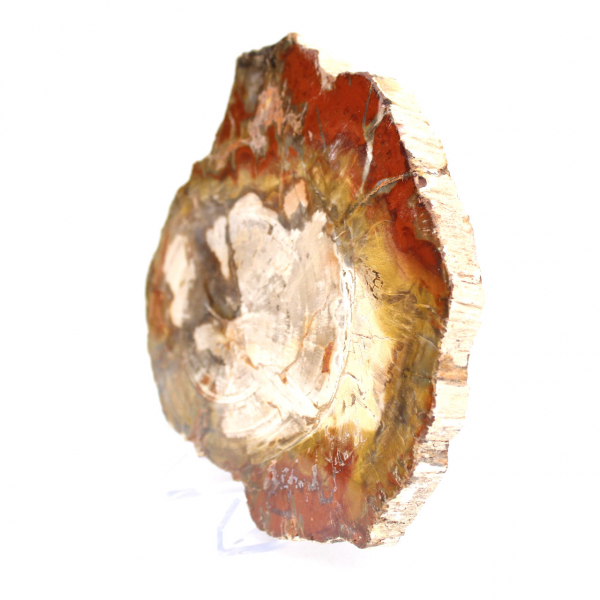 Scheibe versteinertes Holz aus Madagaskar