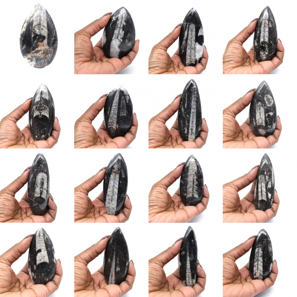 Orthoceras-Fossil aus Marokko