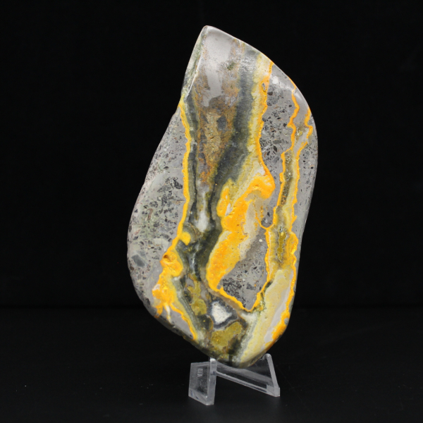 Polierter Hummeljaspis, seltenes Exemplar aus Indonesien