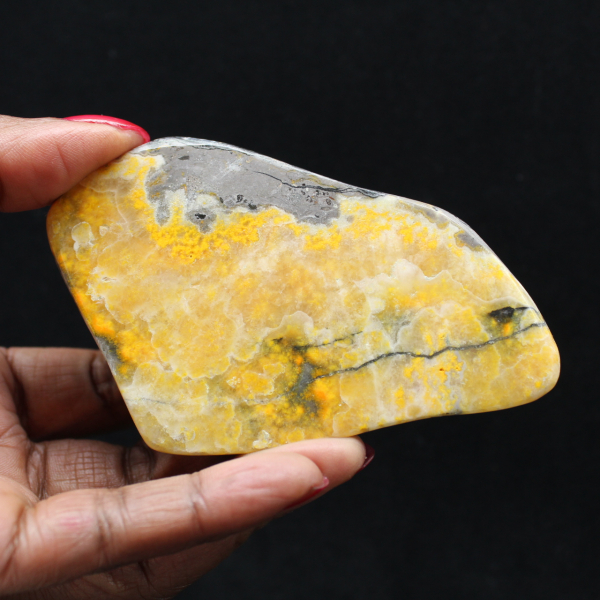 Glattjaspis-Exemplar aus der Hummel-Kollektion