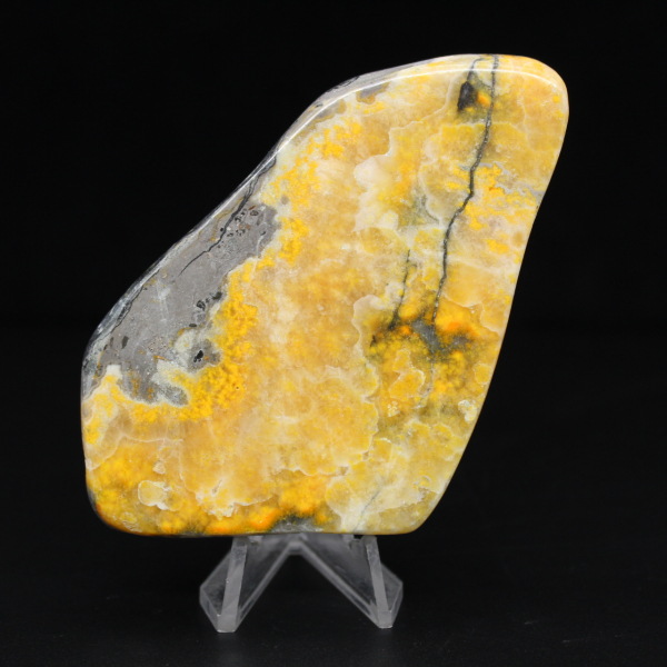 Glattjaspis-Exemplar aus der Hummel-Kollektion