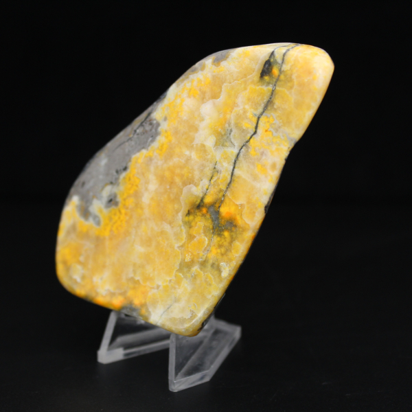 Glattjaspis-Exemplar aus der Hummel-Kollektion