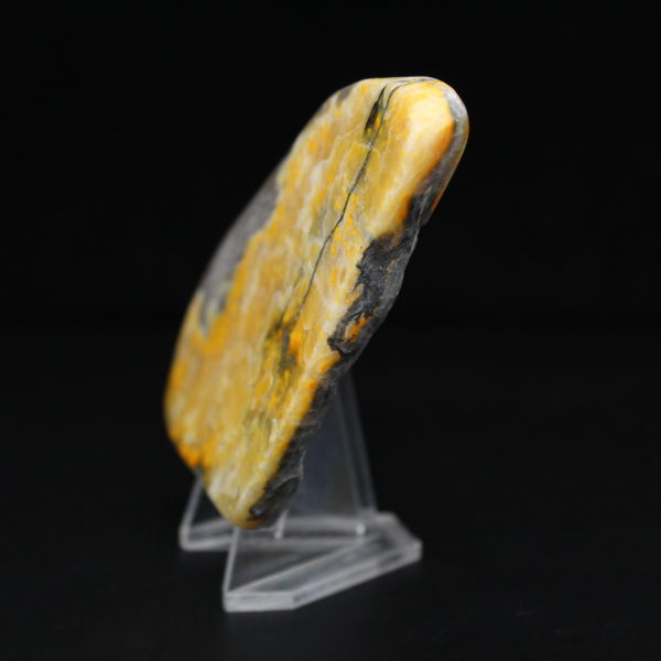 Glattjaspis-Exemplar aus der Hummel-Kollektion