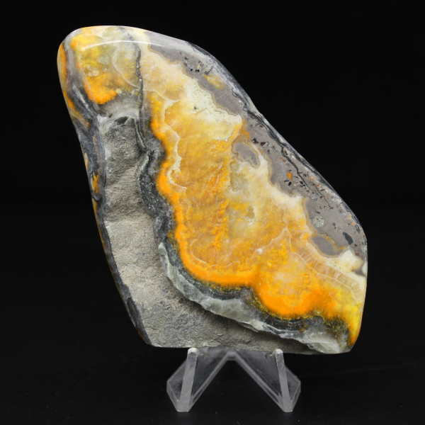 Glattjaspis-Exemplar aus der Hummel-Kollektion