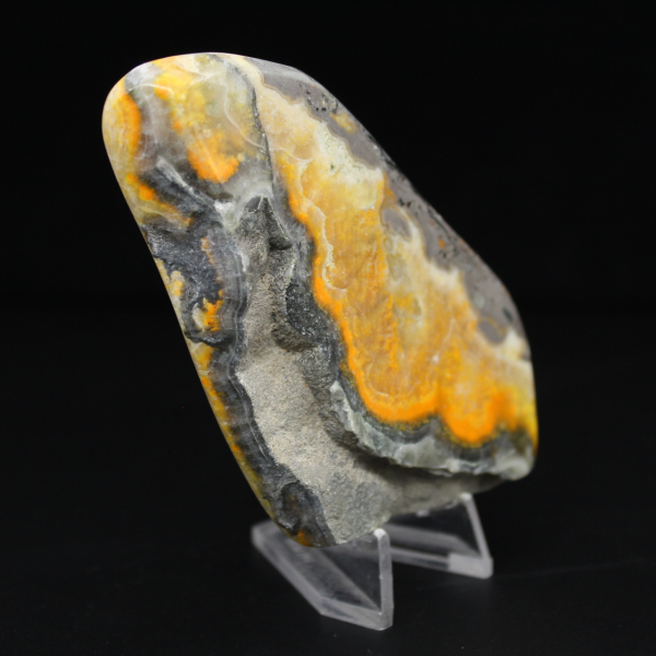 Glattjaspis-Exemplar aus der Hummel-Kollektion