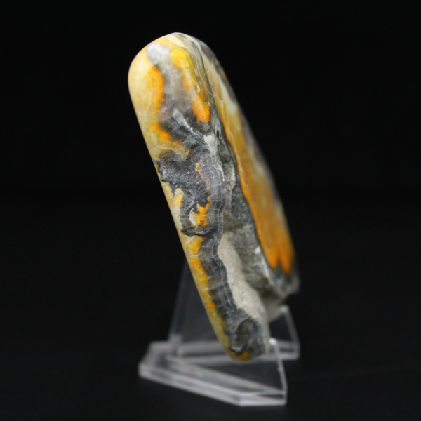 Glattjaspis-Exemplar aus der Hummel-Kollektion