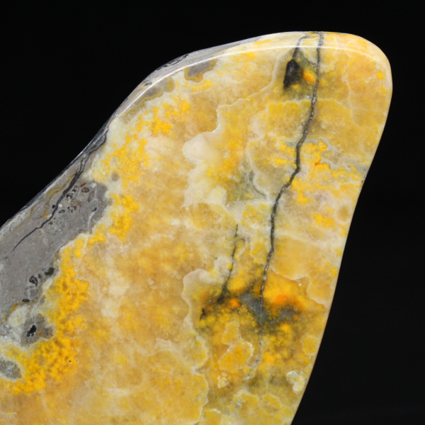 Glattjaspis-Exemplar aus der Hummel-Kollektion