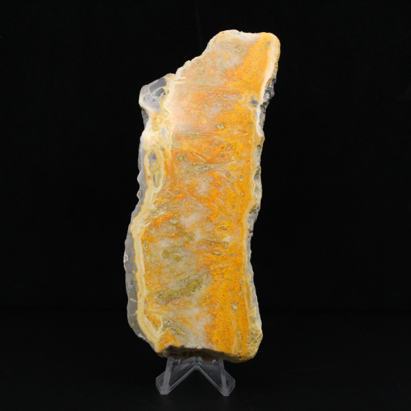 Dicke Scheibe indonesischer Hummeljaspis