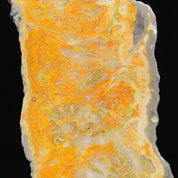 Dicke Scheibe indonesischer Hummeljaspis