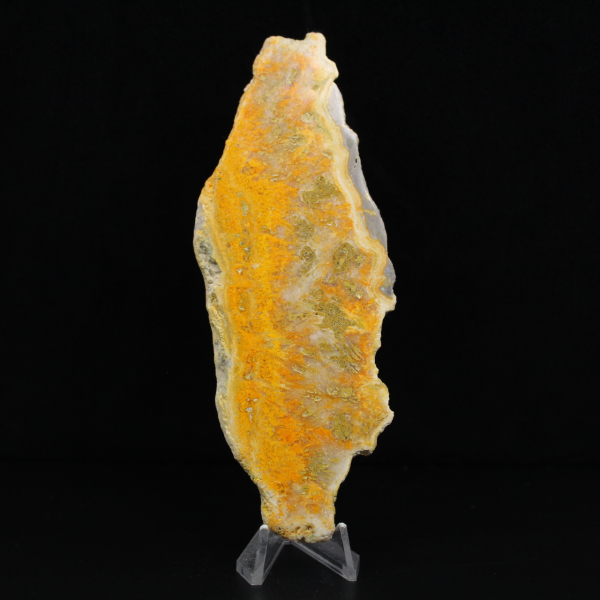 Indonesischer Hummeljaspis: ein Ausstellungsstück