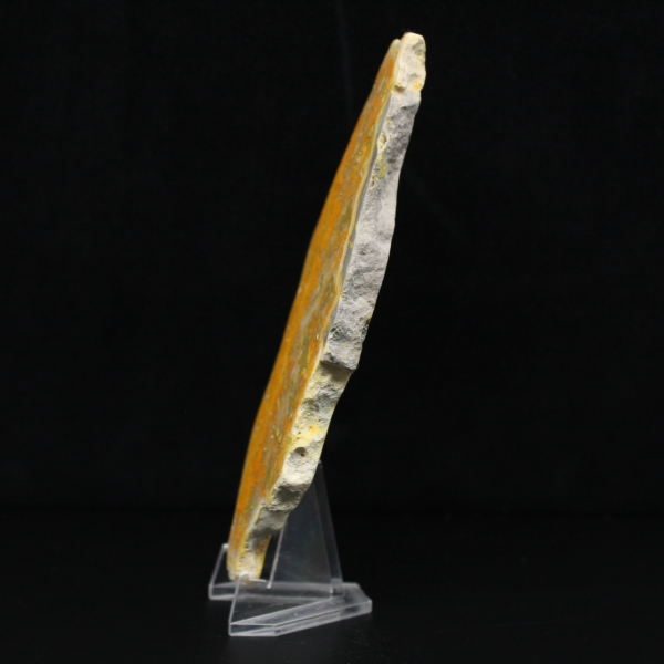 Indonesischer Hummeljaspis: ein Ausstellungsstück