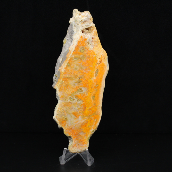 Indonesischer Hummeljaspis: ein Ausstellungsstück