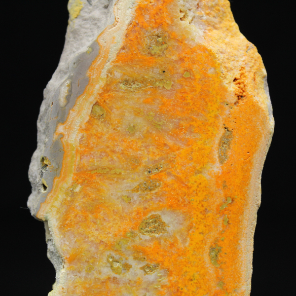 Indonesischer Hummeljaspis: ein Ausstellungsstück