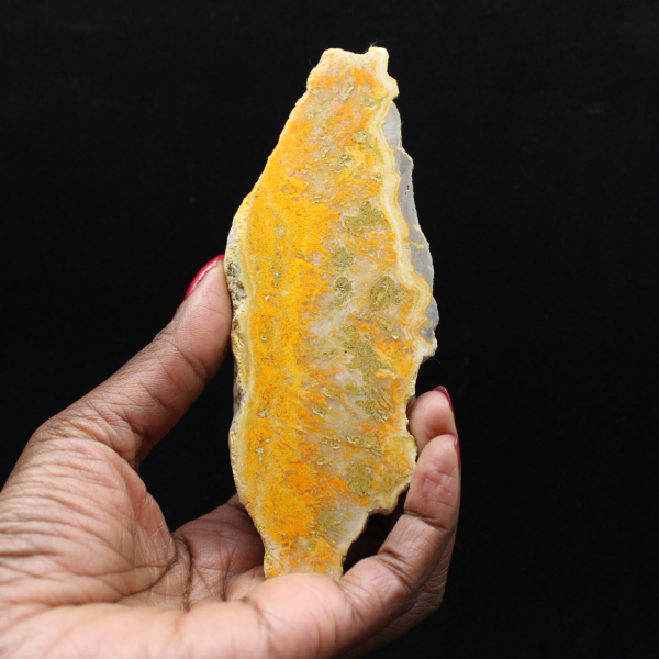 Indonesischer Hummeljaspis: ein Ausstellungsstück