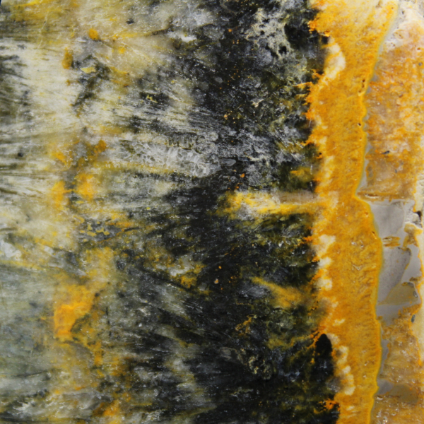 Poliertes, kompaktes Exemplar von Hummeljaspis