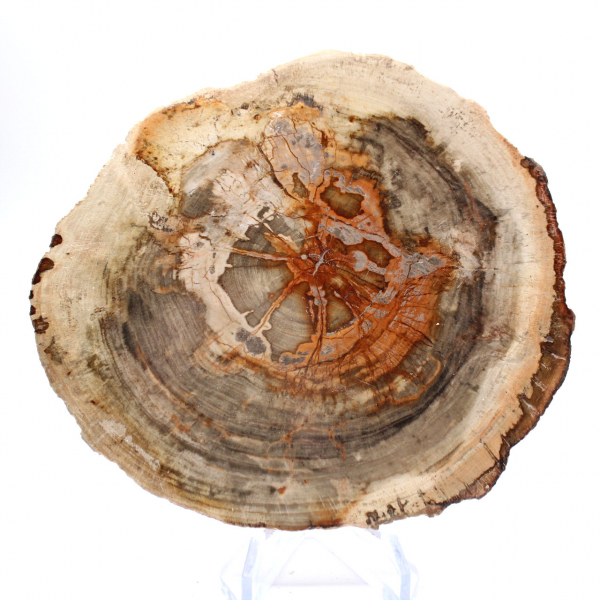 Poliertes versteinertes Holz (Scheibe), Sammlerstück, Madagaskar Poliertes versteinertes Holz (Scheibe), Sammlerstück, Madagaskar