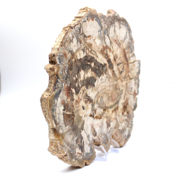Versteinertes Holz (Scheibe), poliertes Ornament, Sammlerstück, Madagaskar Versteinertes Holz (Scheibe), poliertes Ornament, Sammlerstück, Madagaskar