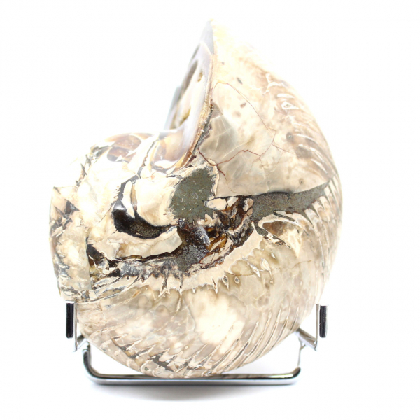 Polierter Sammler-Ammonit aus Madagaskar – authentisches Dekorationsstück