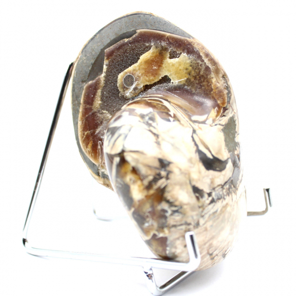 Polierter Sammler-Ammonit aus Madagaskar – authentisches Dekorationsstück