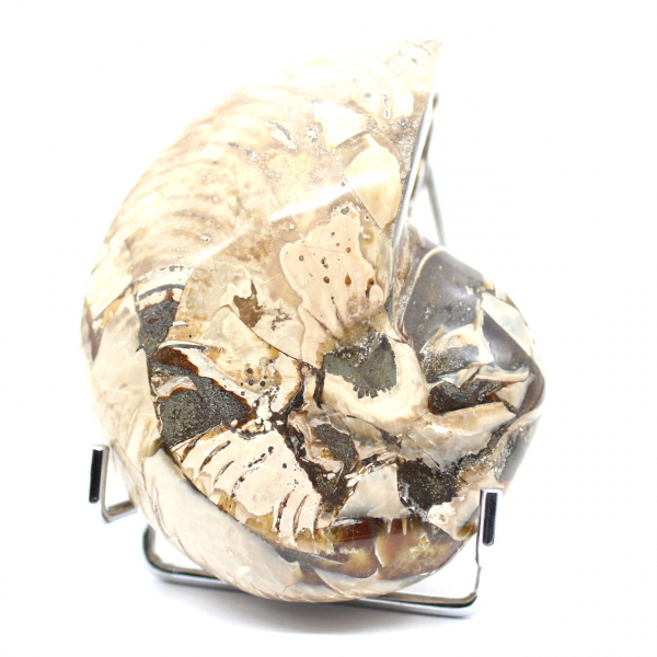 Polierter Sammler-Ammonit aus Madagaskar – authentisches Dekorationsstück