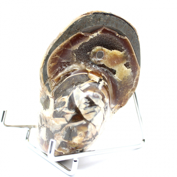 Polierter Sammler-Ammonit aus Madagaskar – authentisches Dekorationsstück