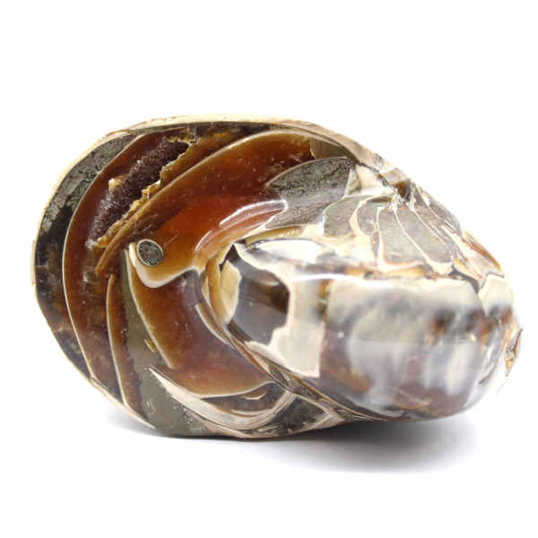 Polierter fossiler Ammonit aus Madagaskar – Dekoration und geologische Wissenschaft