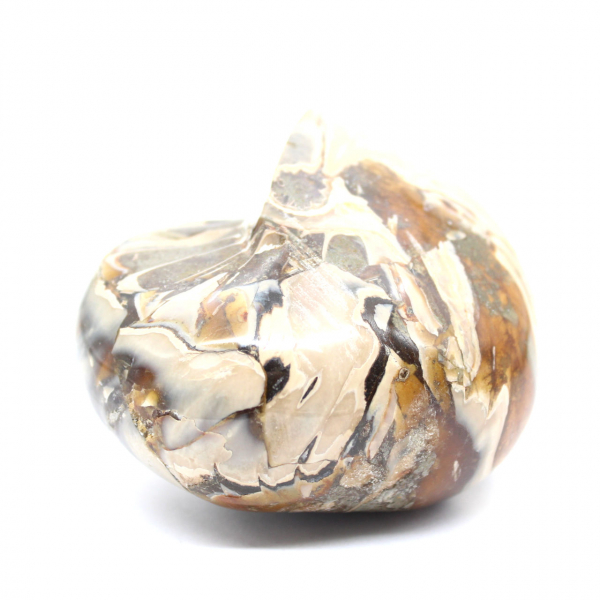 Polierter fossiler Ammonit aus Madagaskar – Dekoration und geologische Wissenschaft